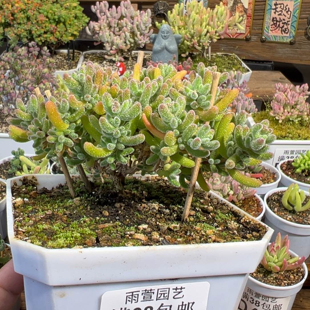 31-386奶油冰小树老桩悬崖桩十方盆