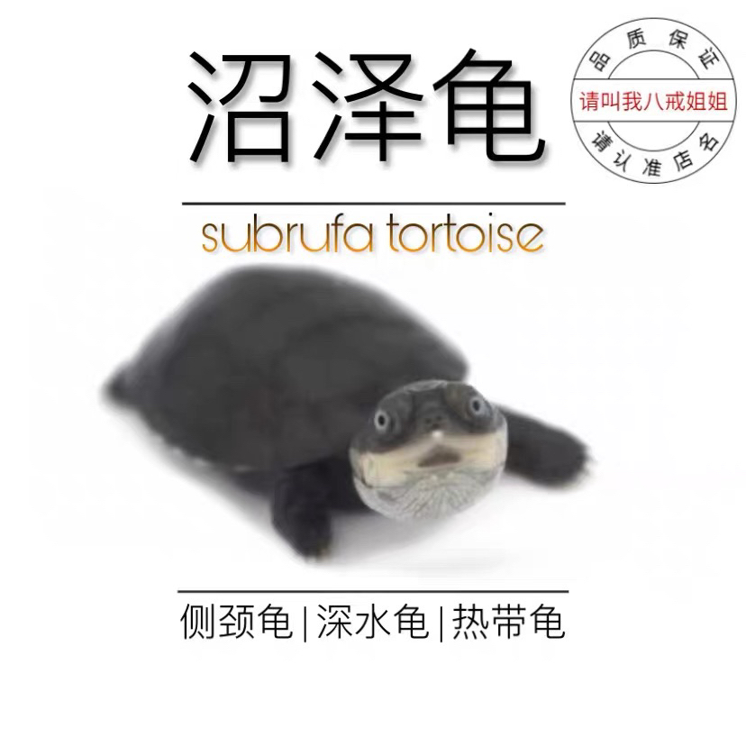 八戒姐姐沼泽侧颈龟苗活体乌龟活物深水龟西非侧颈长颈龟观赏龟