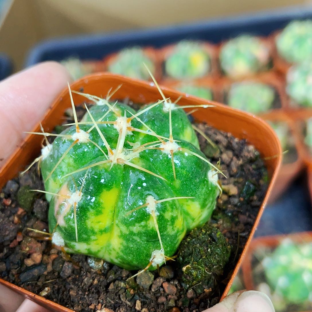 海王锦非偏远地区满25包邮仙人球