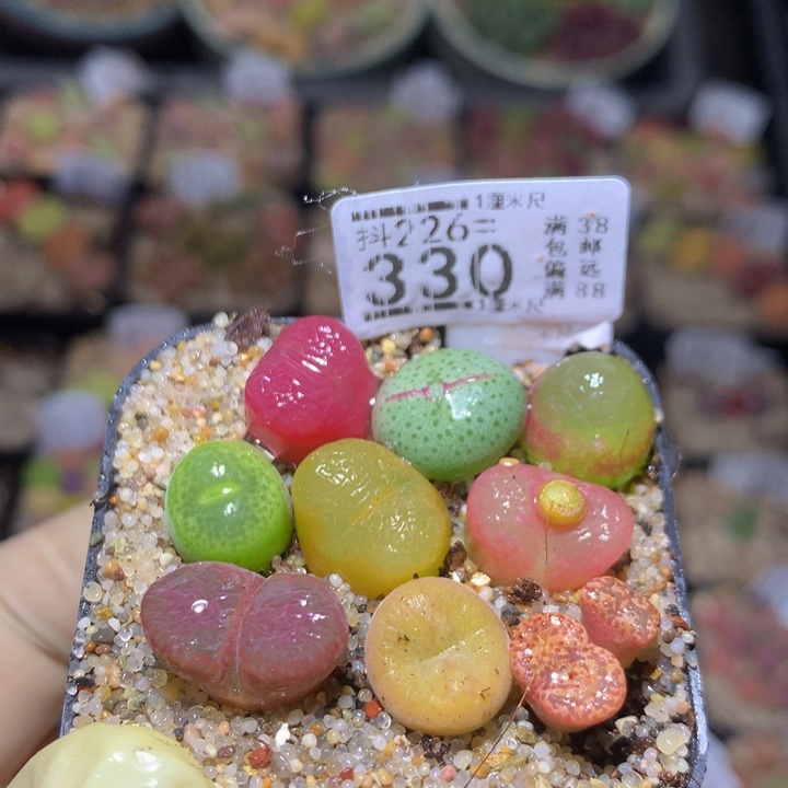 精品生石花226.330