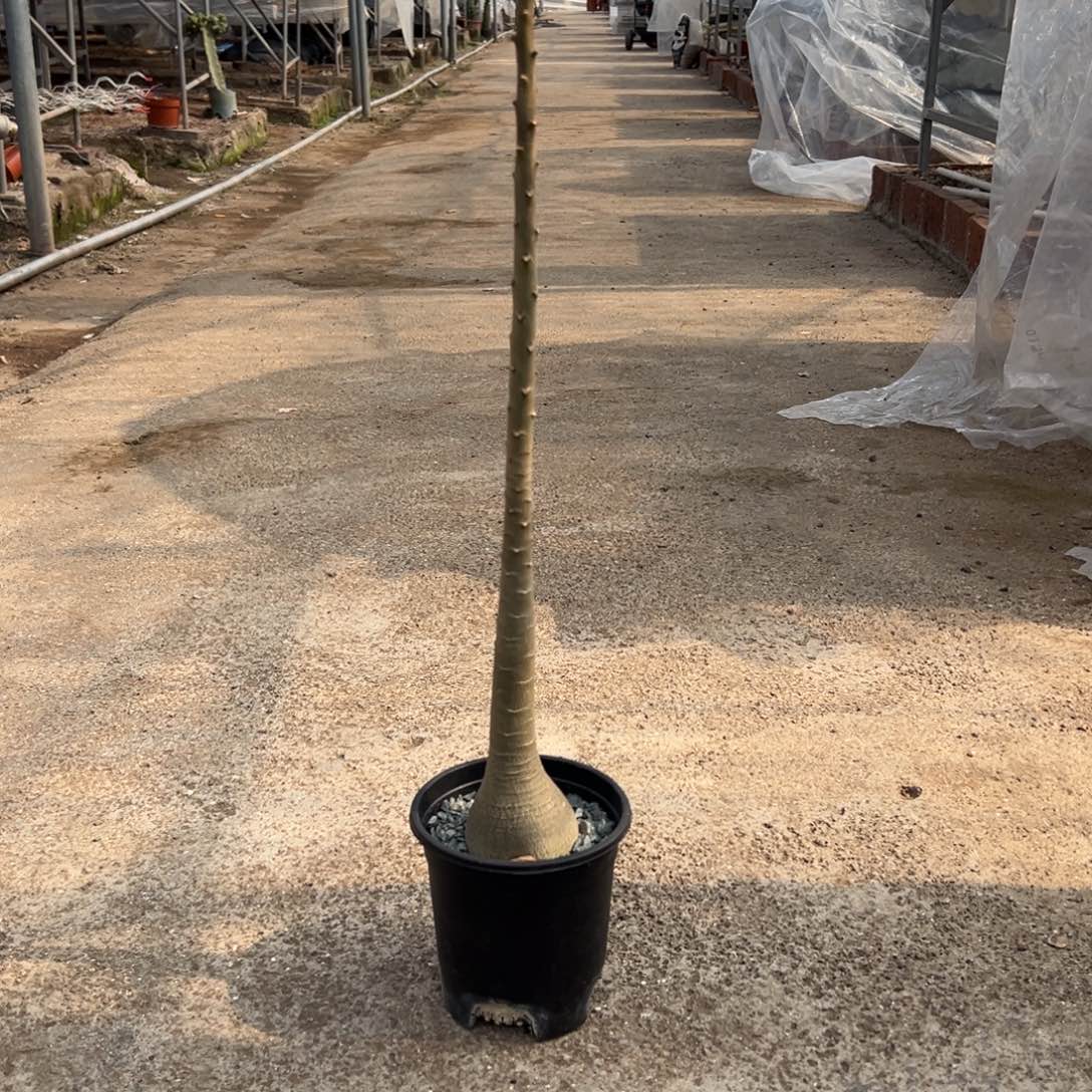 索科特拉wwwwwwwwwwwww