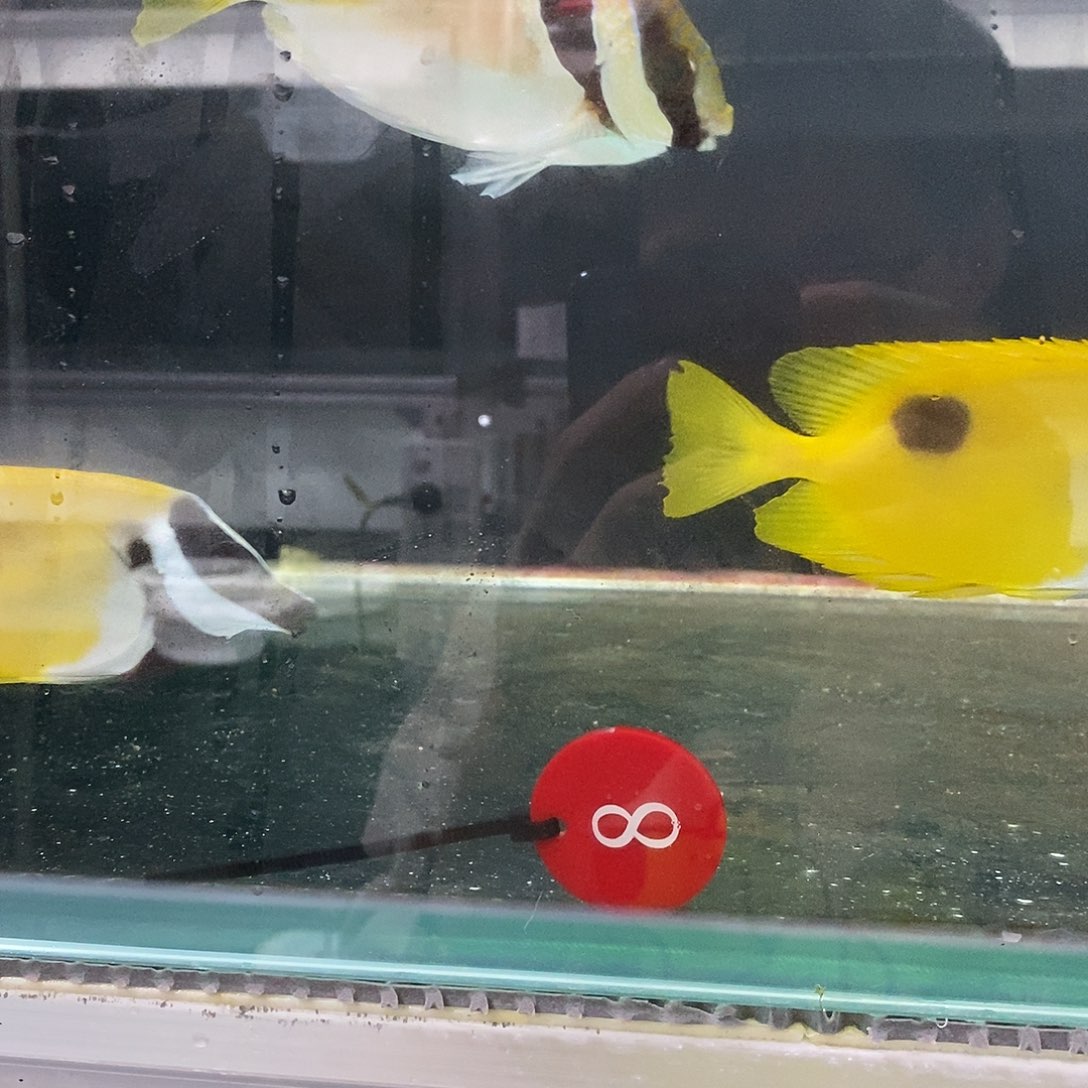 海水鱼原点黄狐狸×1