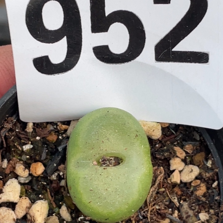 完全开放952水晶鞋母本