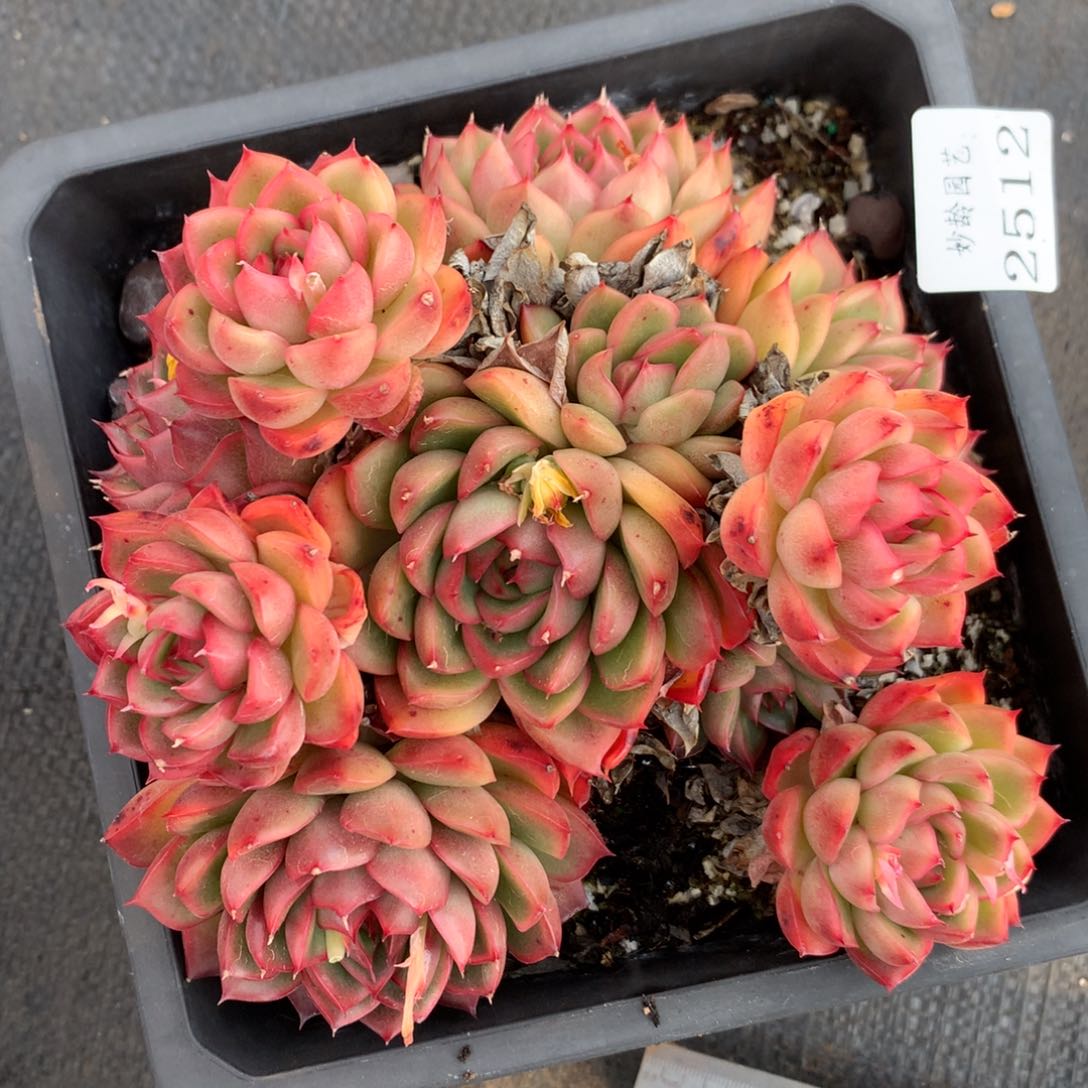 2512杂交精品基地15厘米