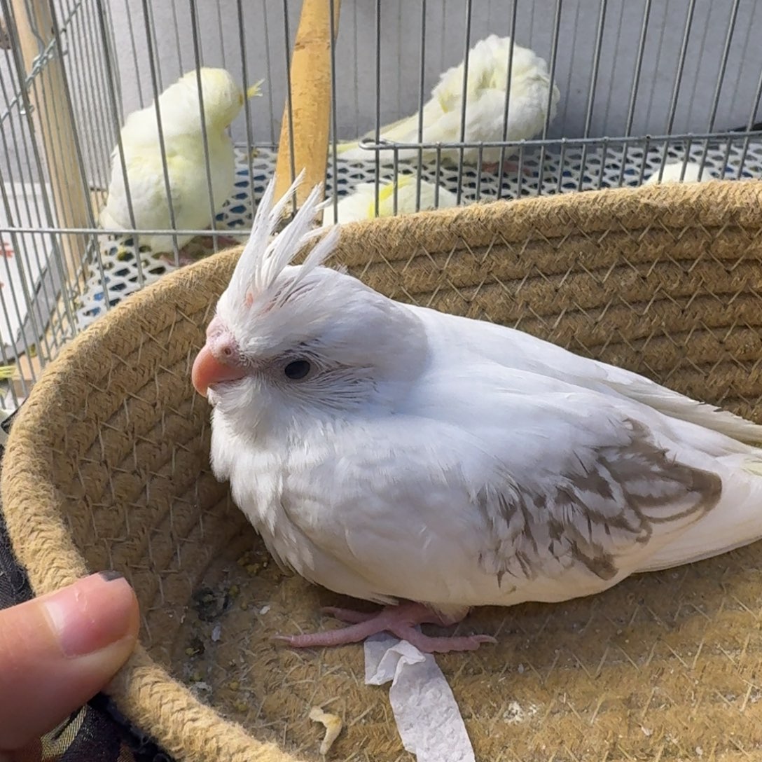 玄凤鹦鹉/鸡尾鹦鹉