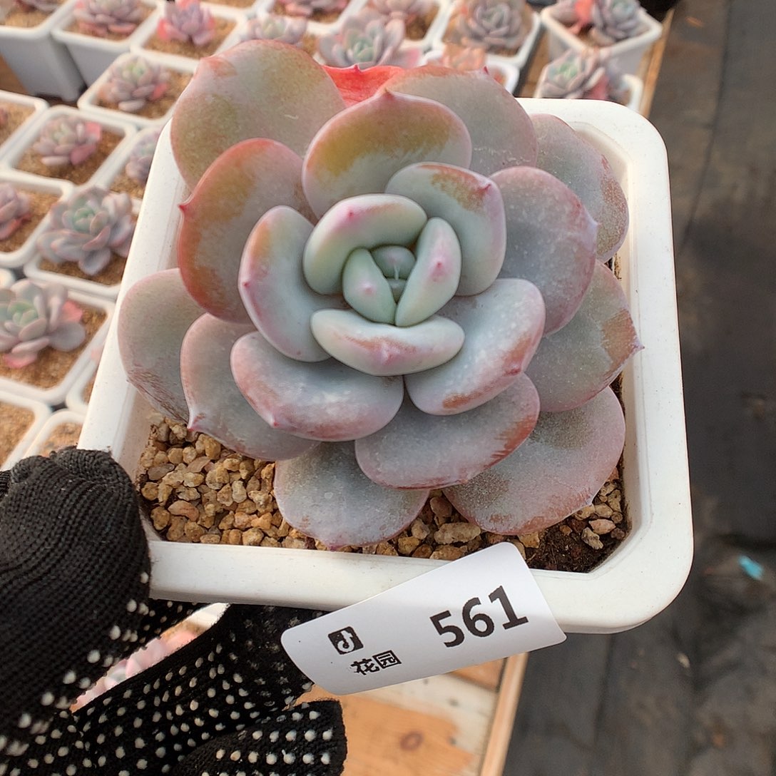 561奶茶多肉植物666