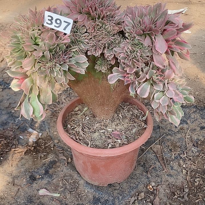 397女神缀化老板子