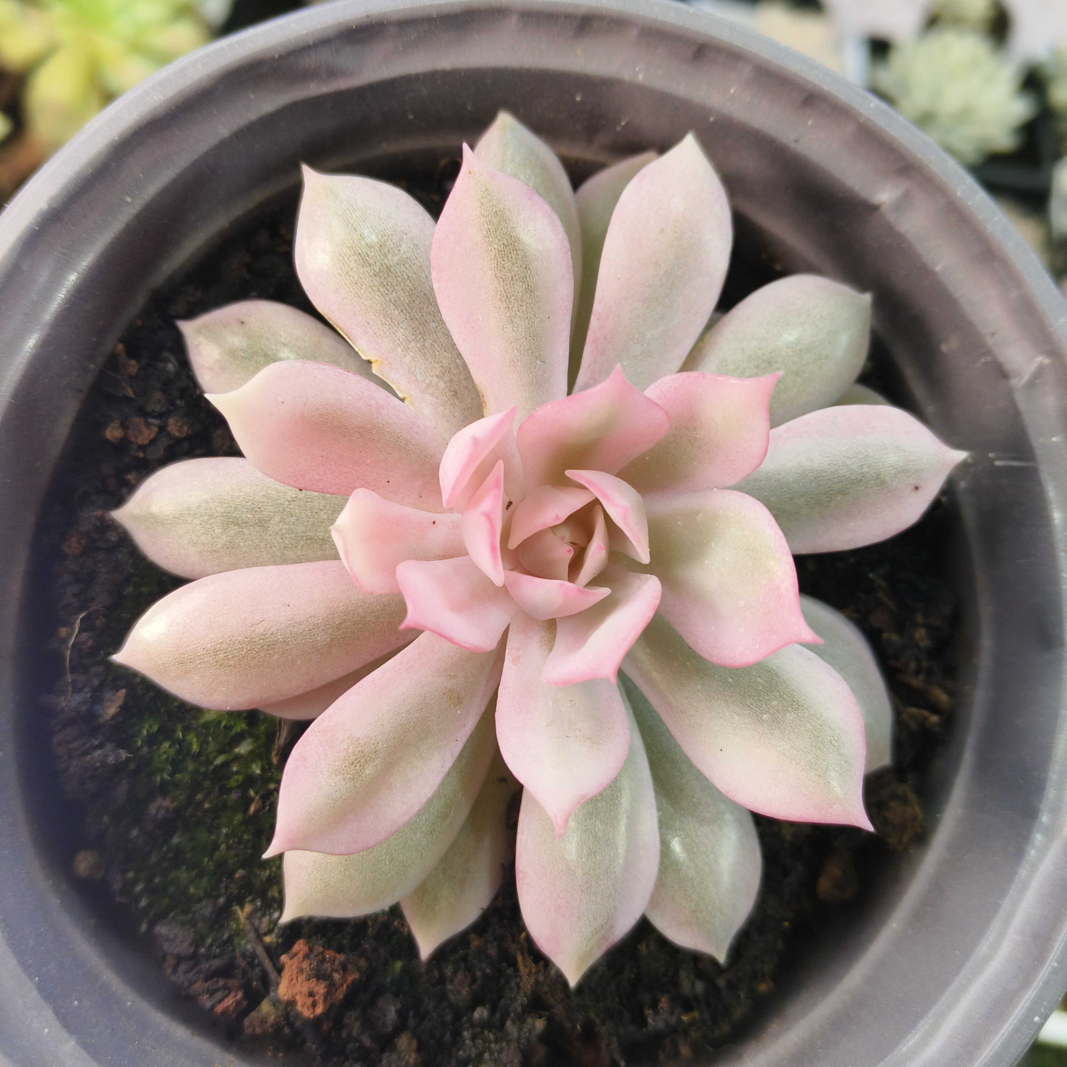 粉蝶锦多肉植物复轮