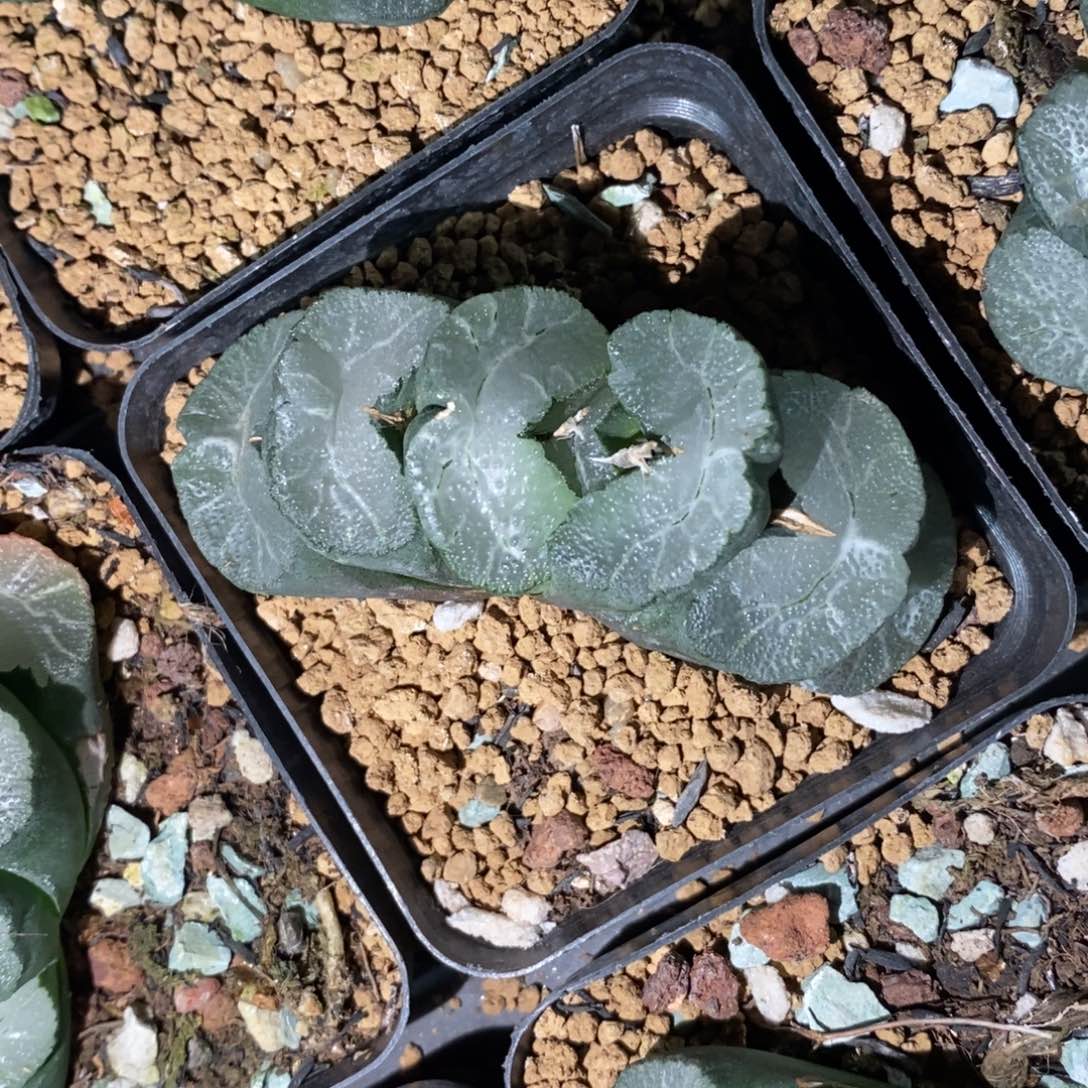 一颗牛逼玉扇 高货 元旦福利