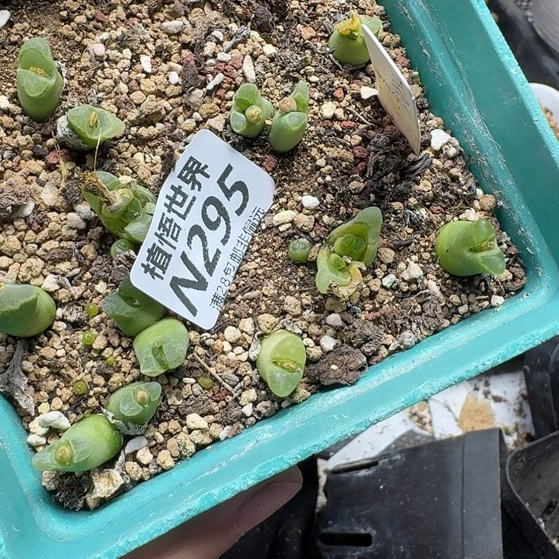 m***m多肉植物的人生gbb