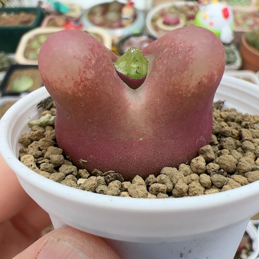 【闪购商品】287 带盆