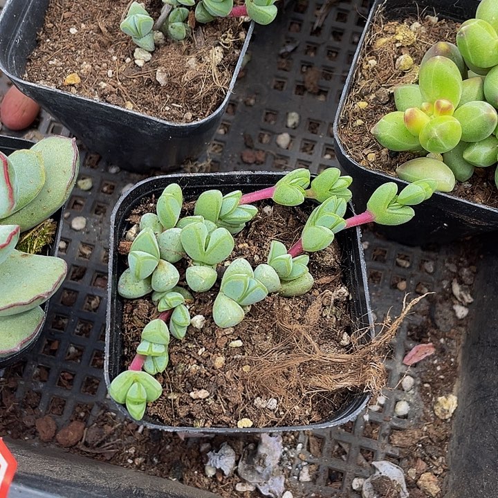 碧玉连带盆土发货