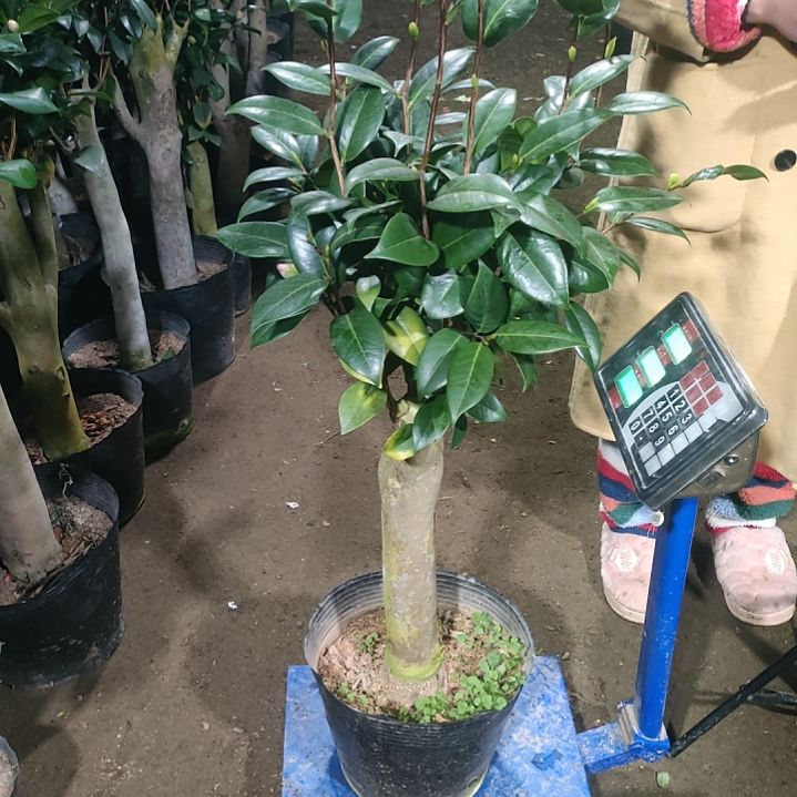 600紫棋，原盆原土发货，不包邮