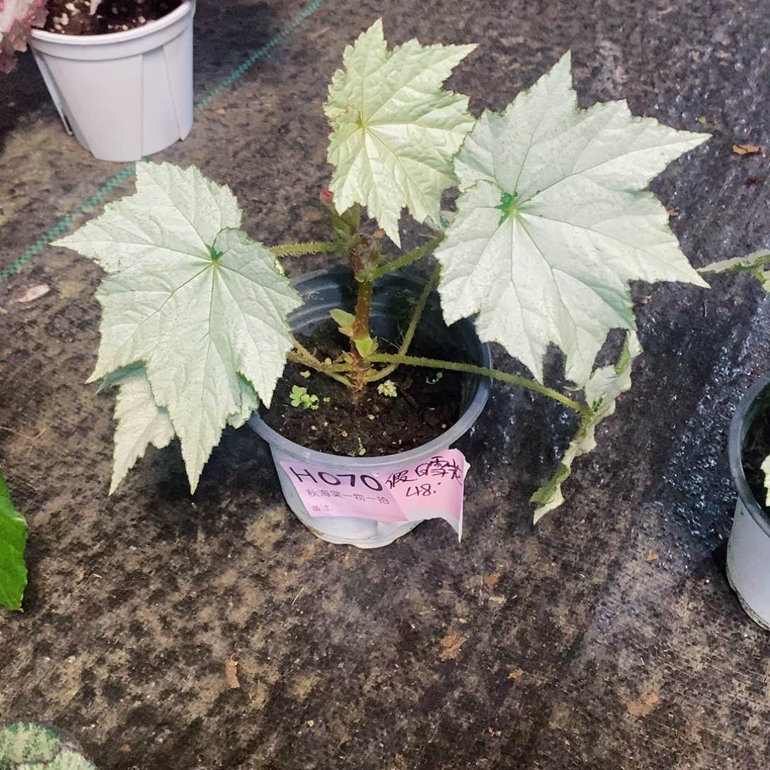 不开花植物?**子秋海棠070