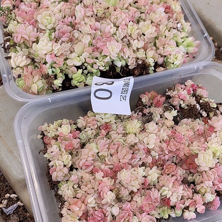 80 多肉植物盆栽花卉植物