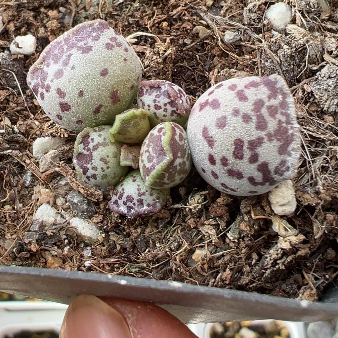 达摩海豹小型种多肉植物