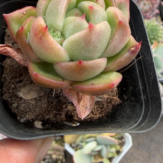 126白玫瑰多肉植物多