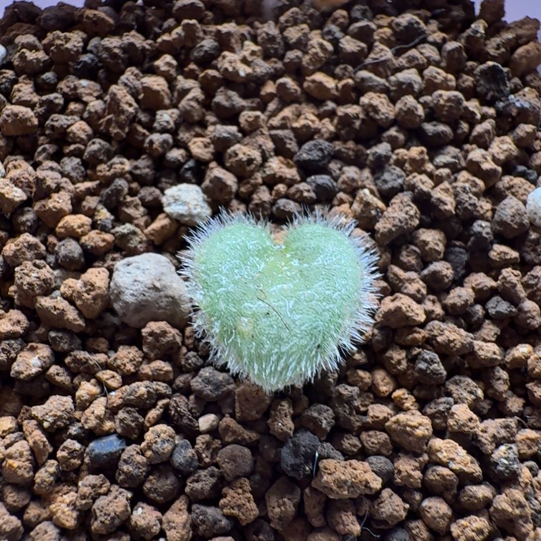 麻***版全毛爱心443 仙人球