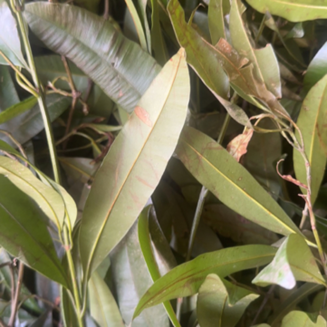 深山纯野生横经席（铁打将军）