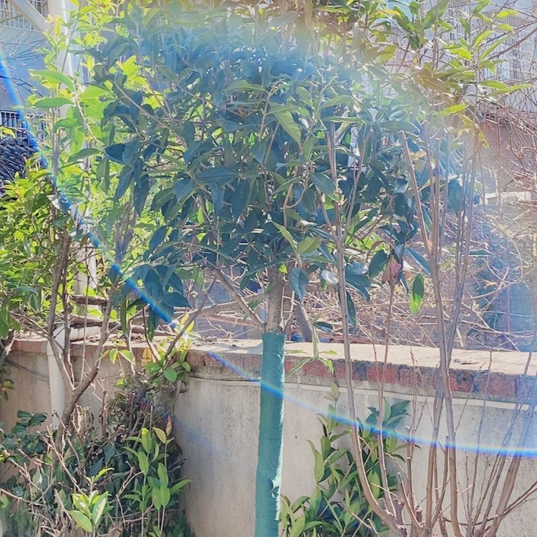 @***飞完全开放6左右金桂