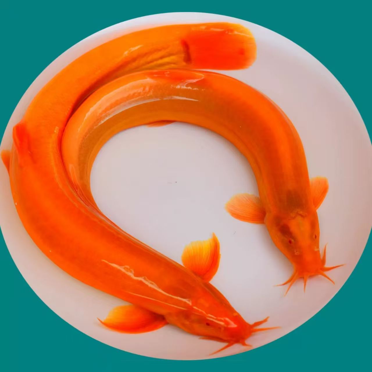 红鳅清道夫好养易活红鳅添财清洁鱼缸观赏鳅、食用鳅