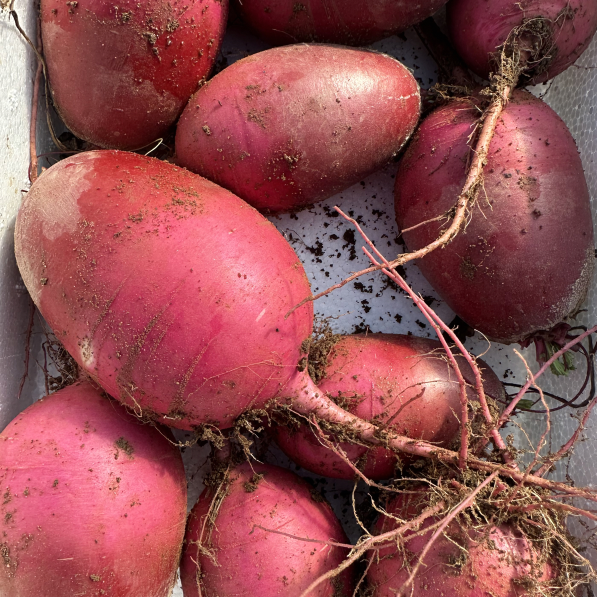 冰糖心萝卜4.9-5斤建议大小的不要拍（只卖辽宁省内）没有售后