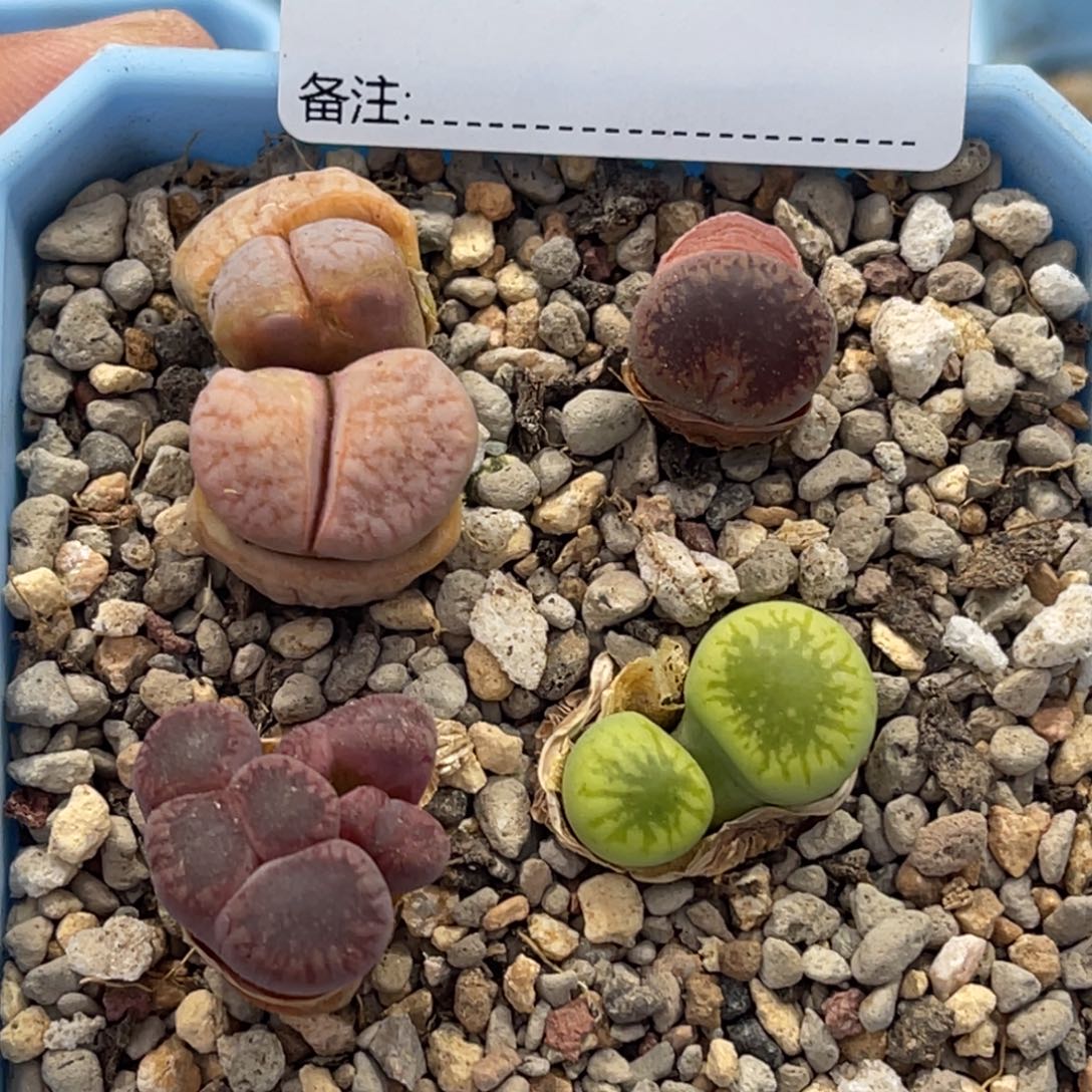 5778怪双头4颗怪