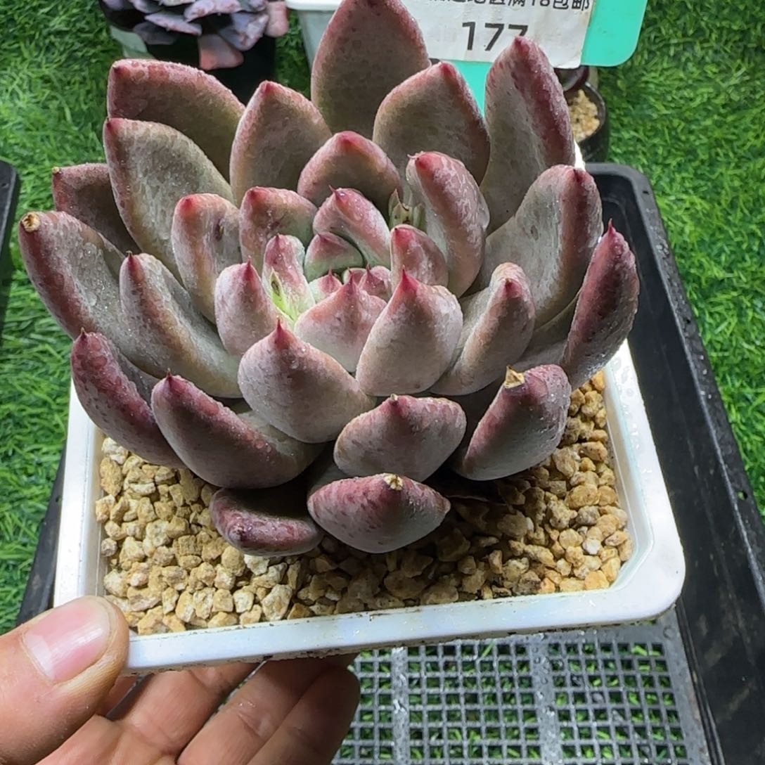 唐二姐多肉编号177