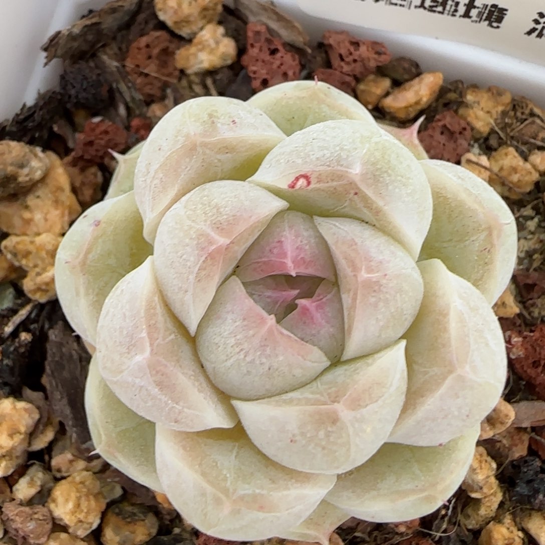 花语逸镜0203-695