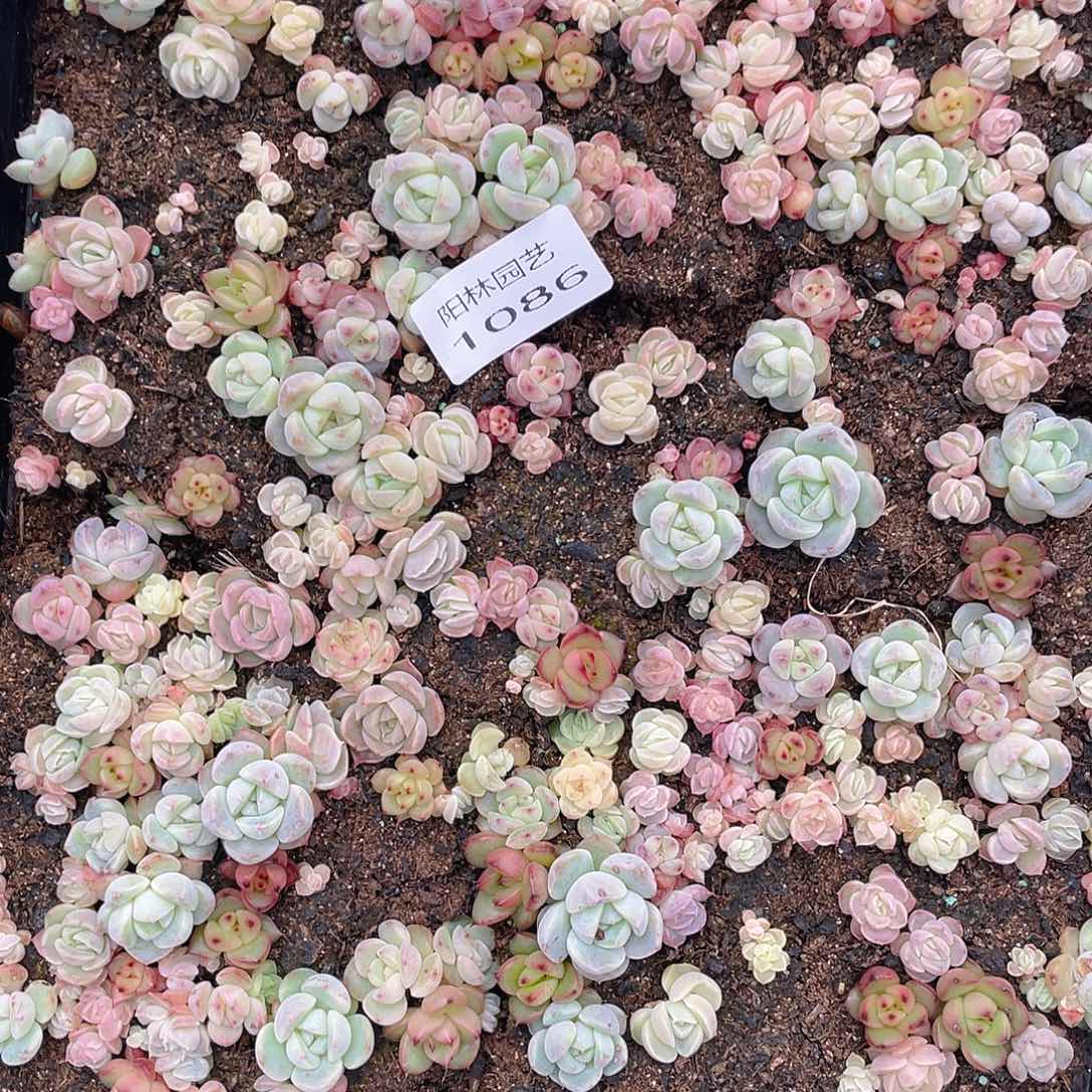 多肉植物多肉植物1086