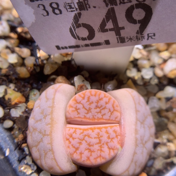 zzz精品生石花649
