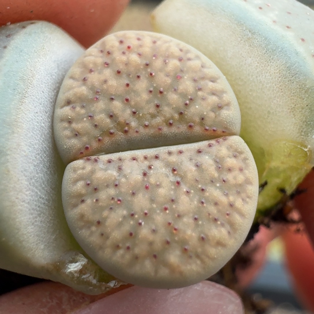 107血点朝贡0000000000