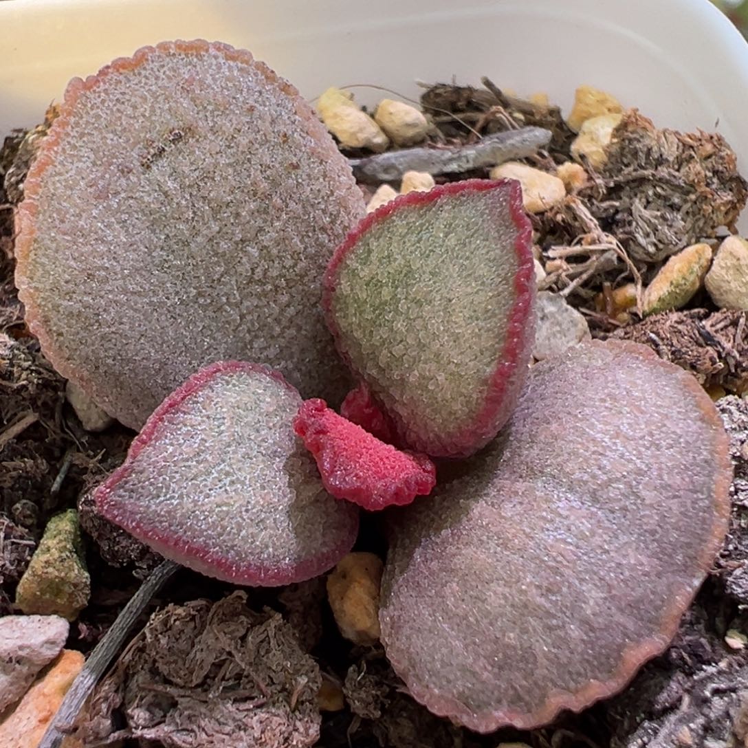 妖姬单头多肉植物水泡