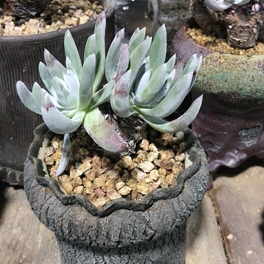 韩货象牙叶仙女棒杯