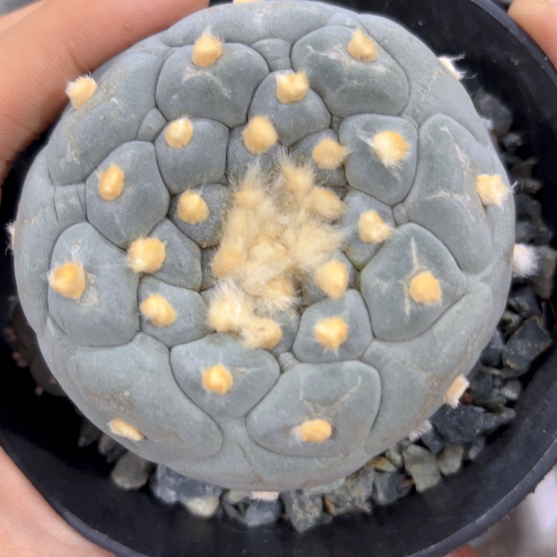 螺旋佛头G g g g g g g 701