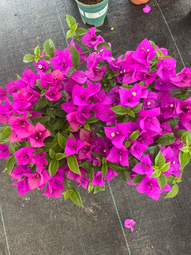 【四号店】云南紫加仑盆三角梅，掉花掉叶换盆不售后，介意慎拍）