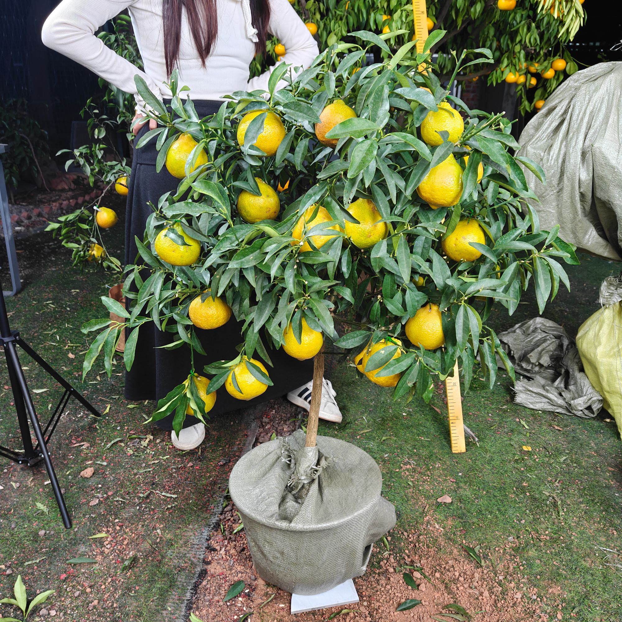 绿植盆栽室内客厅室外耐寒花卉绿植盆景抗寒冷耐高温J