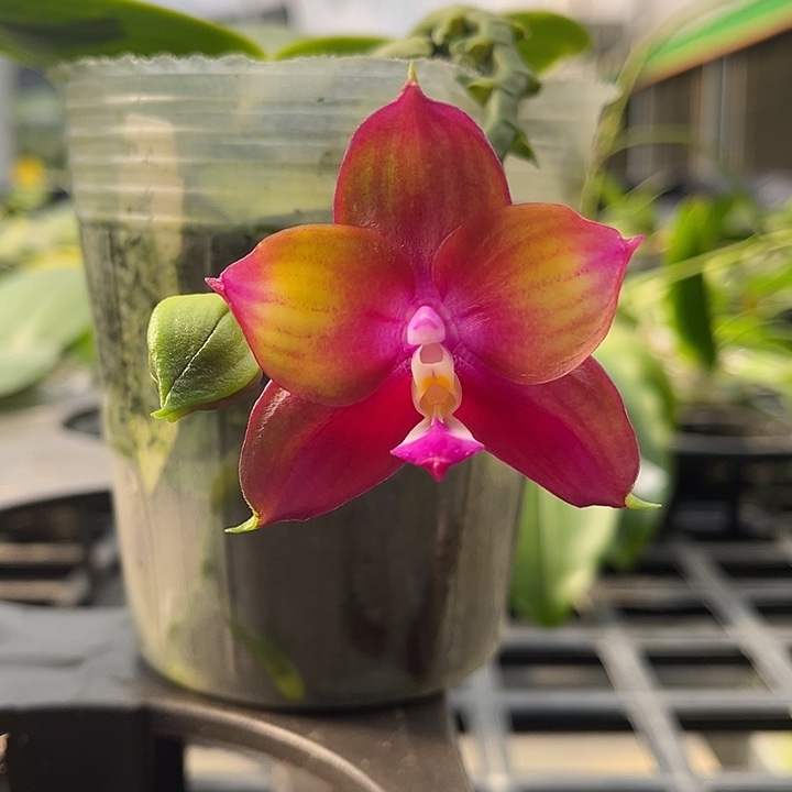 全部花苞3.0寸杯弥陀彩虹520