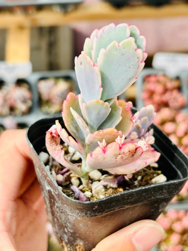 满9.9包邮蝴蝶之舞玉吊钟拍一发二多肉植物桌面阳台绿植花卉盆栽