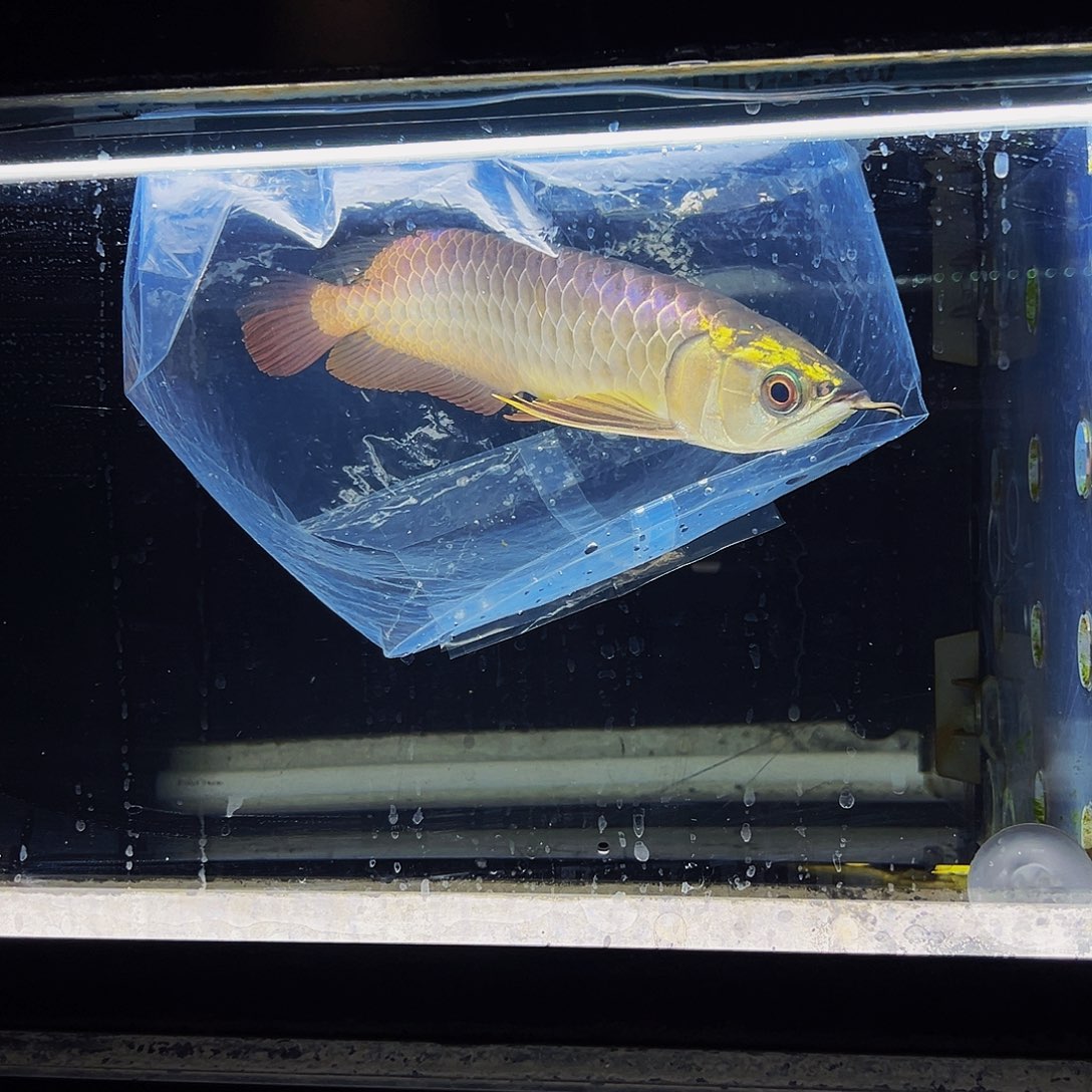 龙鱼马来西亚古典蓝底过背金龙