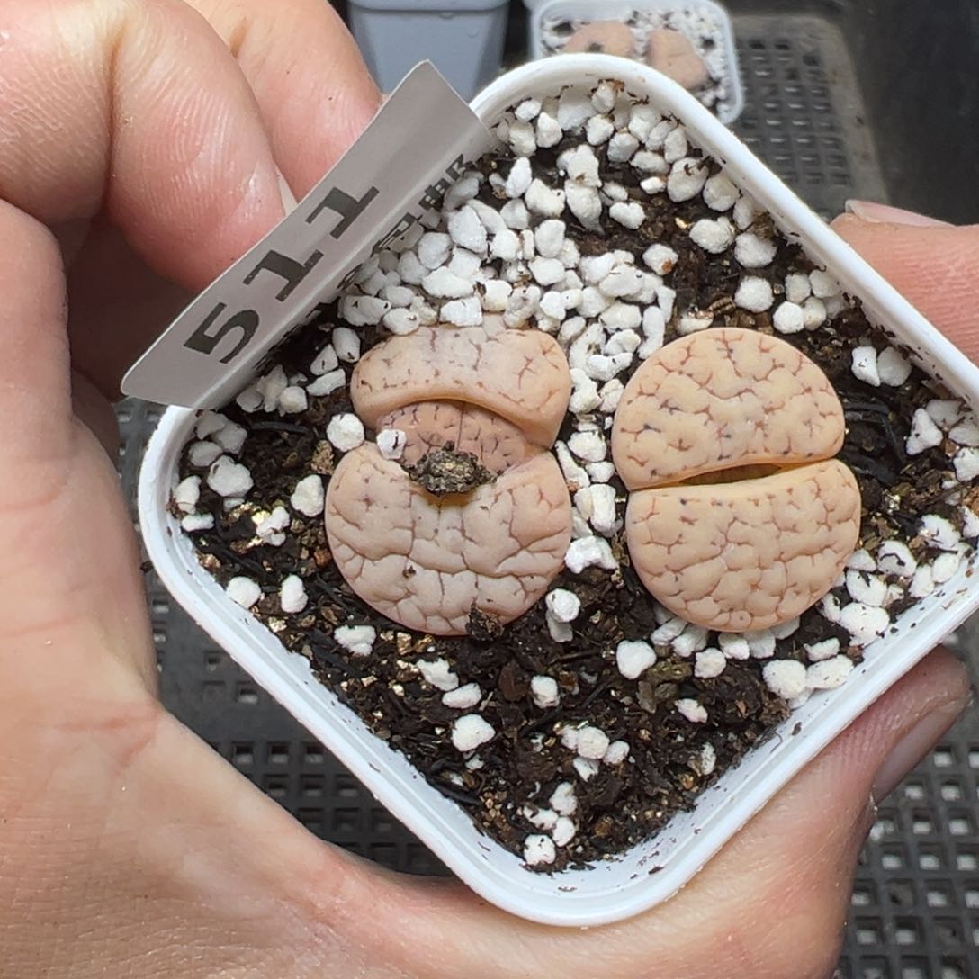 【闪购商品】511……