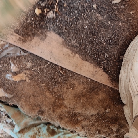 663处理瑕疵仙人球