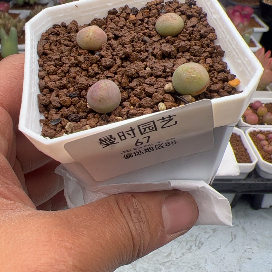 2.23大眼睛多肉植物67