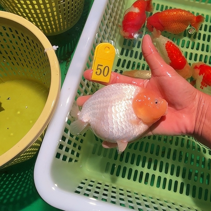 金鱼包邮181854028