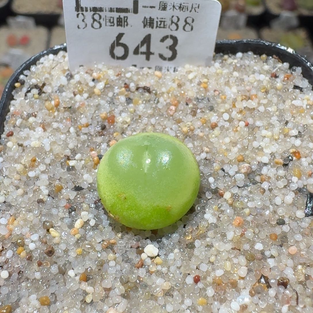 Sss清货了便宜走643
