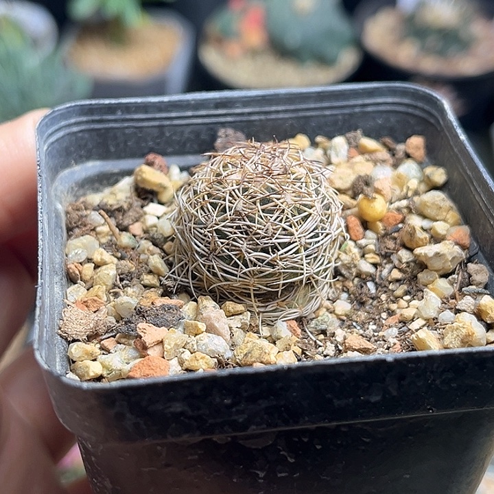 黑云丸实生球有干疤