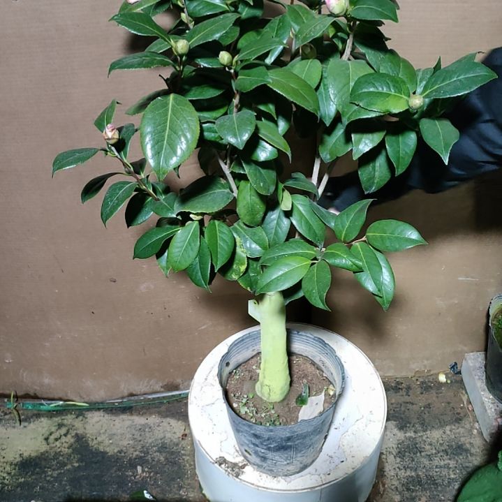 806白瑞奇，乌马克，原盆原土发货，不包邮