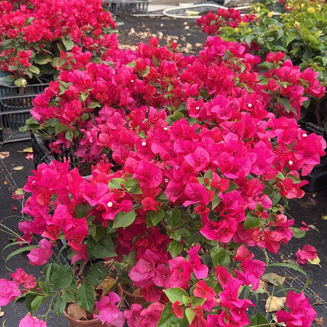 大部分花苞少量开放黑玫瑰掌中宝一棵