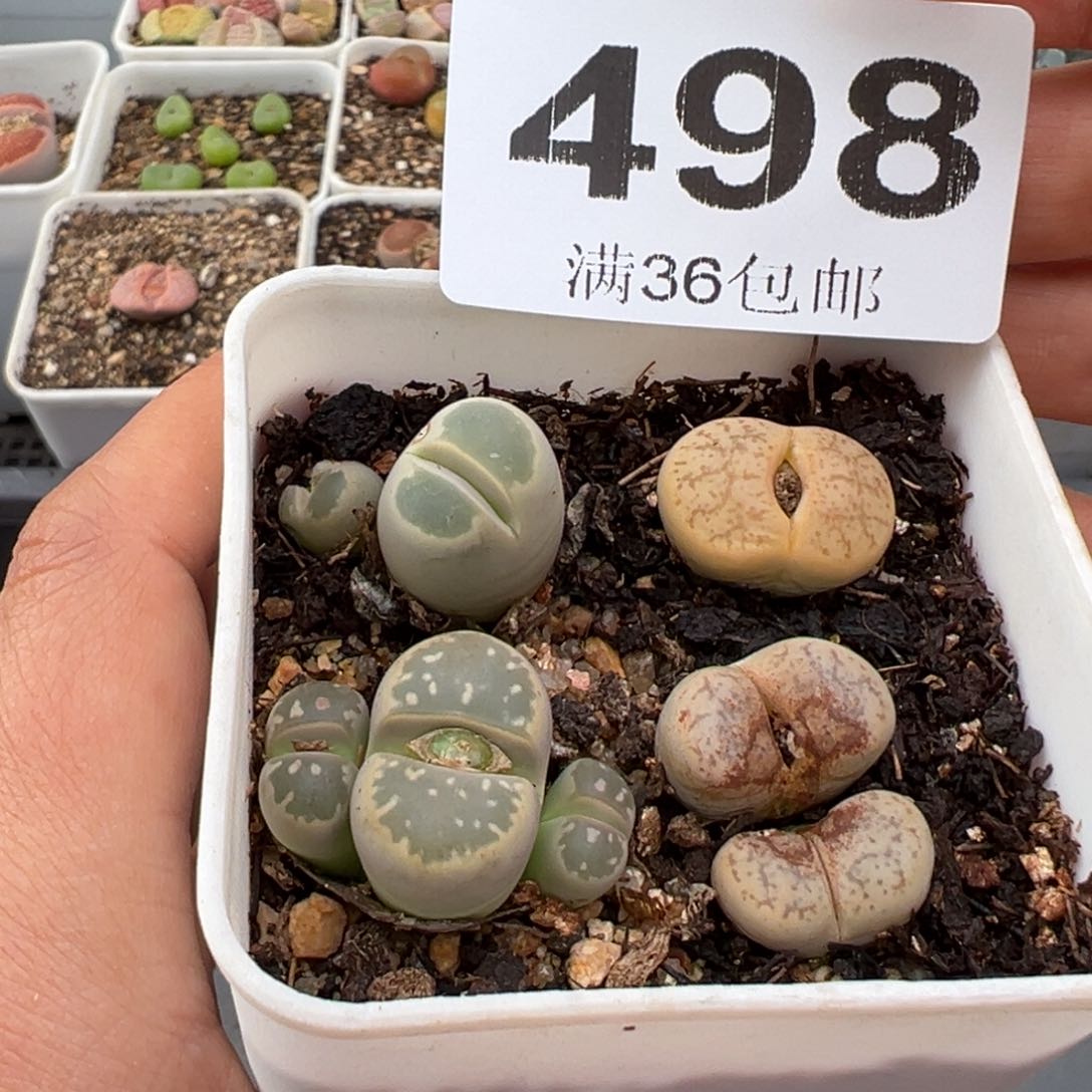 1.18好看的多肉498