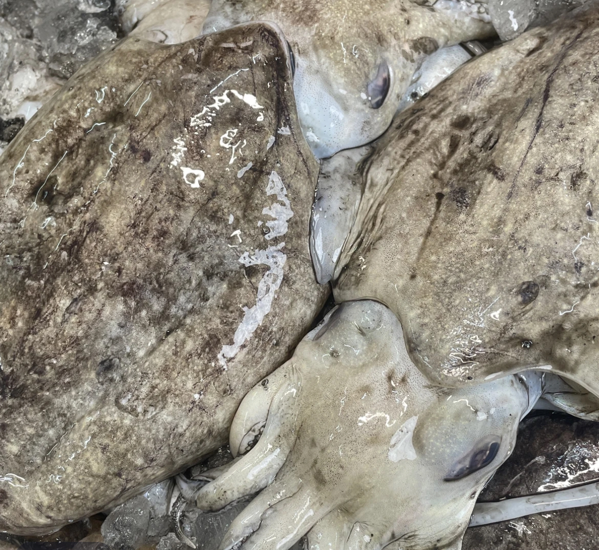 汕尾本港新鲜大墨斗(墨鱼)包脆顺丰冷链